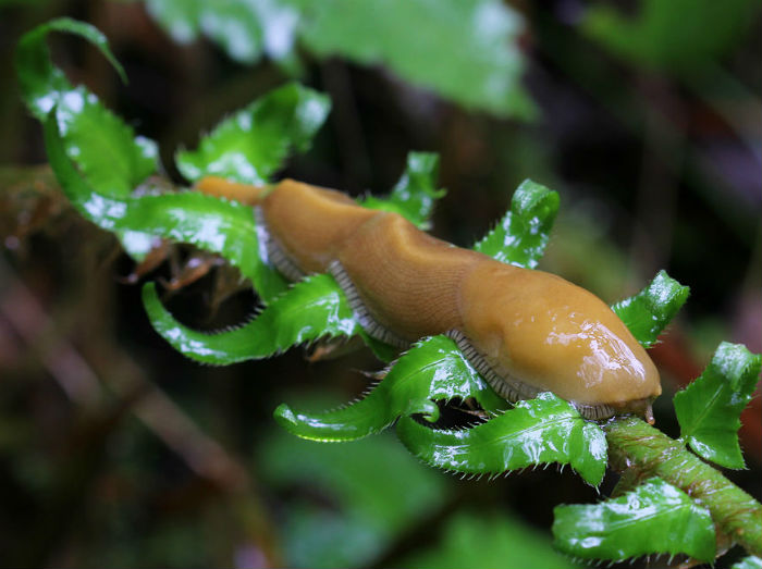 Banana Slug